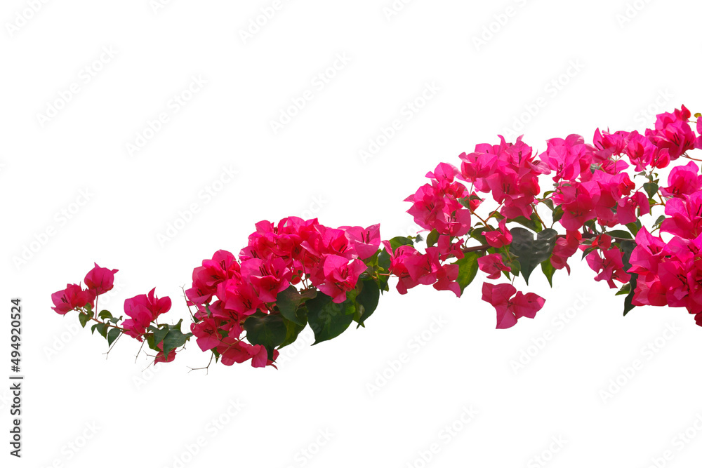 bougainvilleas isolated on white background. save with clipping path. bougainvilleas isolated on white background. save with clipping path.