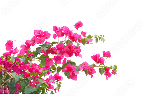 bougainvilleas isolated on white background. save with clipping path.