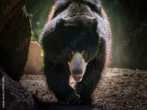 Close-up shot of a big Sloth bear walking in nature photo