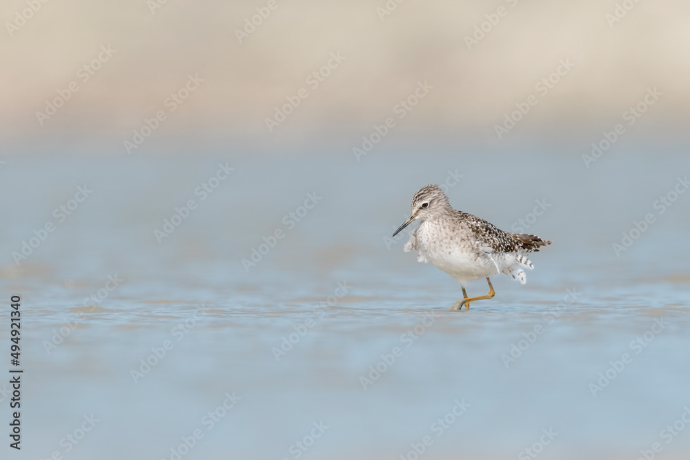 The beautiful Wood sandpiper (Tringa glareola) The beautiful Wood sandpiper (Tringa glareola)