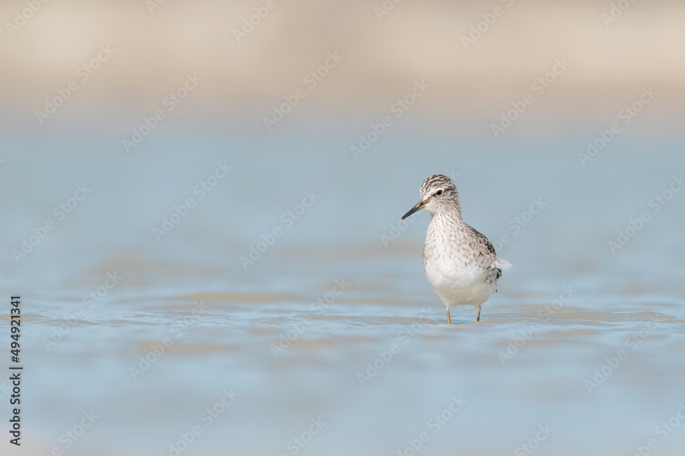 The beautiful Wood sandpiper (Tringa glareola) The beautiful Wood sandpiper (Tringa glareola)