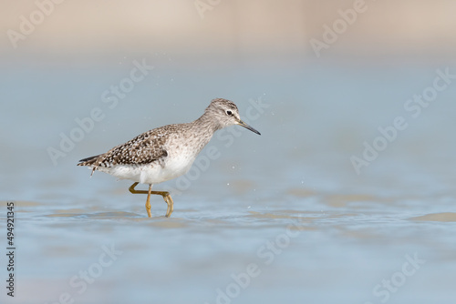 Walking on the water, the Wood sandpiper looking for food in the pond (Tringa glareola)