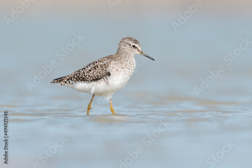 Walking in the water, the wood sandpiper (Tringa glareola)