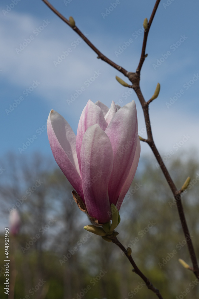 Magnolia flower blossom. Spring is awaking. Magnolia blossoming in spring. Bluering background Magnolia flower blossom. Spring is awaking. Magnolia blossoming in spring. Bluering background