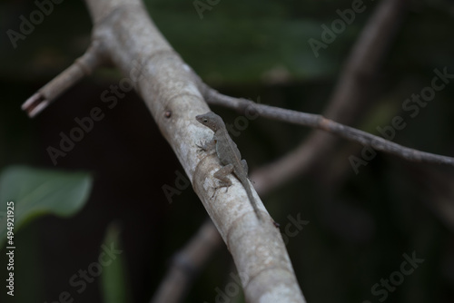 Macro shallow focus of an Anolis cristatellus on a tree branch with blurred garden background photo