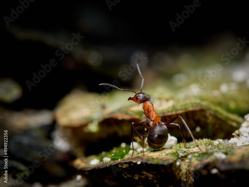 Ant - Formica rufa - in its natural forest habitat, on leaves, tree branches and rubbish left by people. © Waldek Pietrzak
