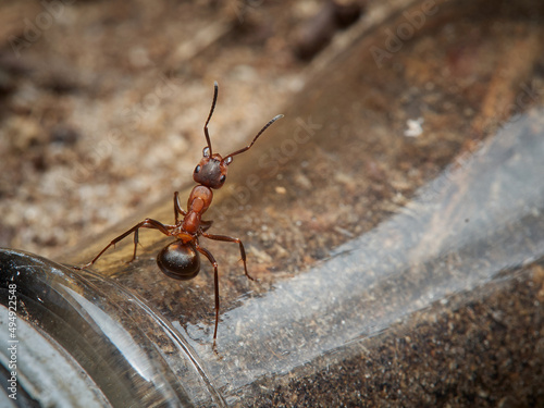 Ant - Formica rufa - in its natural forest habitat, on leaves, tree branches and rubbish left by people.