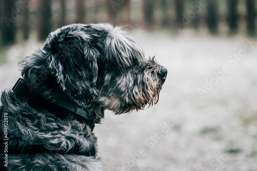 portrait of a black and white dog