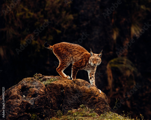 Photography Beautiful view of a Eurasian lynx cat standing on a rock with dark forest backgr