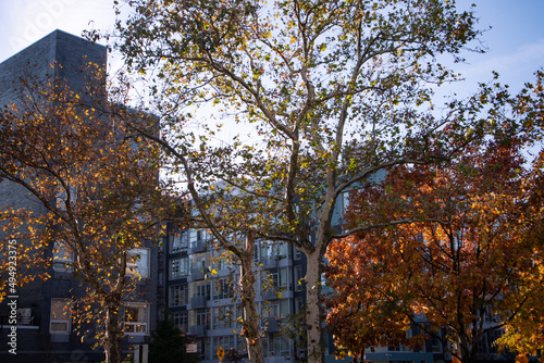 Colorful Trees during Autumn and Modern Apartment Buildings in Williamsburg Brooklyn