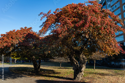 Colorful Trees with Berries during Autumn at McCarren Park in Williamsburg Brooklyn photo