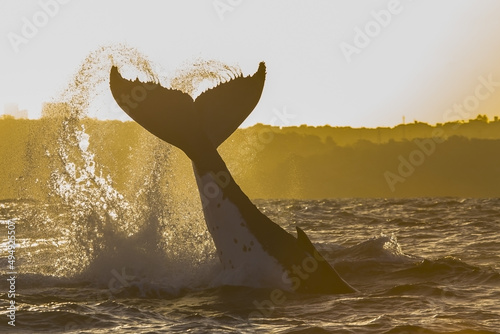 Photography Humpback whale silhouette tail slap forming a heart shaped water trail at sunset