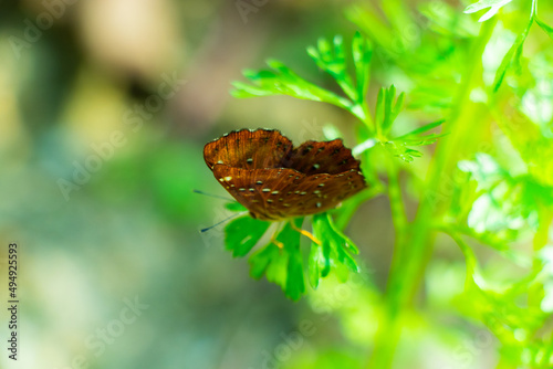 Fotografi Macro shot of a Zemeros flegyas butterfly on agrees sunny plants with blurred ba