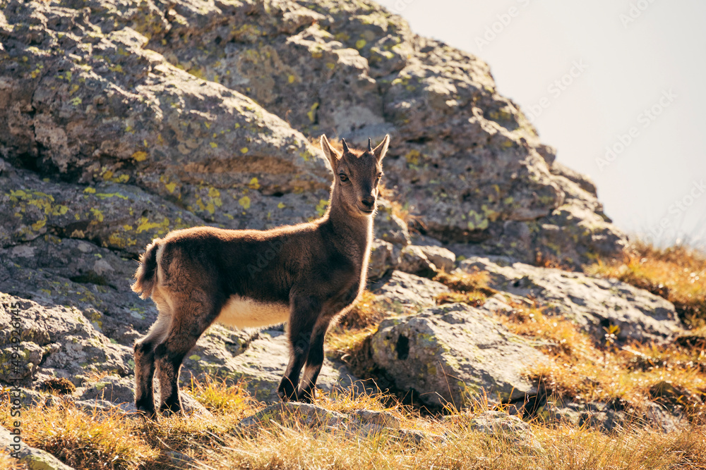 mountain goat on a rock in the mountains mountain goat on a rock in the mountains