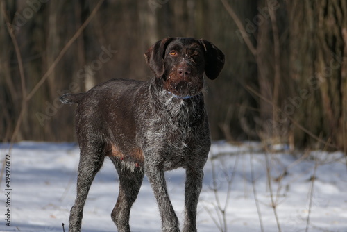 Hot dog, German Drathaar in winter in the forest.