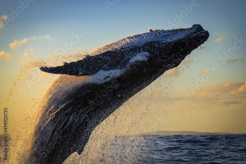 Humpback whale breaching close to our whale watching vessel during golden hour off Sydney, Australia photo