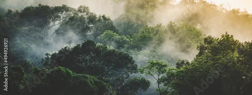 Panel kuchenny z motywem panorama banner background of tropical forest landscape scene for using in concept of environmental ecology and sustainable energy or Earth day, wild wood scenic using for wallpaper of spa and tourism