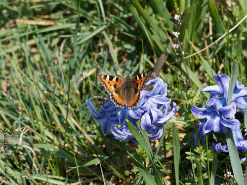 Aglais urticae or small tortoiseshell butterfly, vividly markled in dorsal wings with orange red ground-color and blue spots around submarginal wings foraging on a hyacinth flower photo