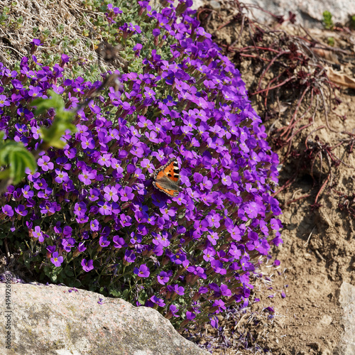 Aglais urticae or small tortoiseshell, colourful butterfly with reddish orange, black and yellow markings on forewings, bearing blue spots around submarginal band , foraging nectar of aubrieta flowers photo