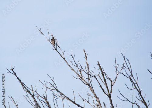 bird on a branch far away isolated against blue sky background. 