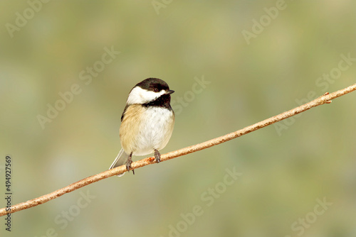 Black capped chickadee perching on stick isolated on green bokeh background.  © Katie