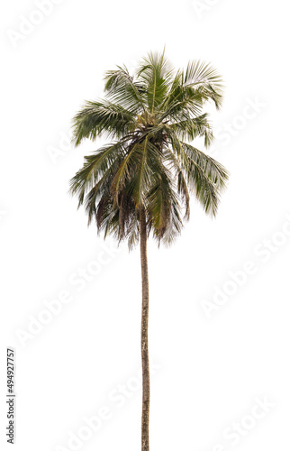 Tall coconut palm tree isolated on white © evannovostro