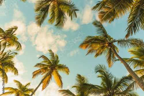 Coconut palm trees are under blue cloudy sky