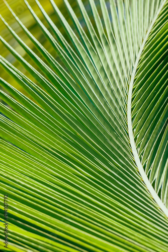 Green palm leaf pattern  natural abstract photo