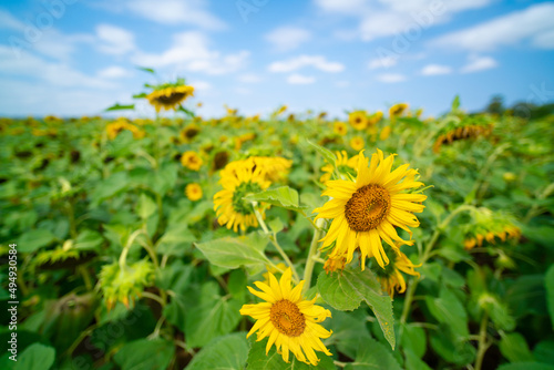 field of sunflowers and blue sky