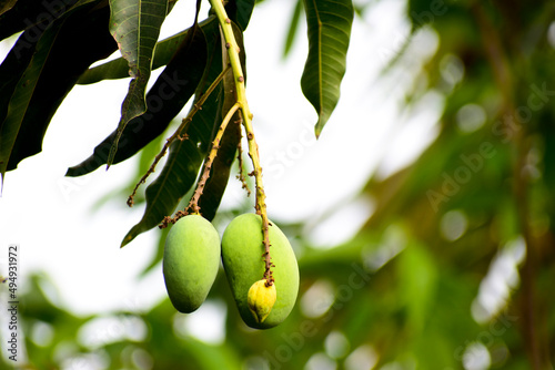 Fresh green crow mangoes are on the tree during the mango season