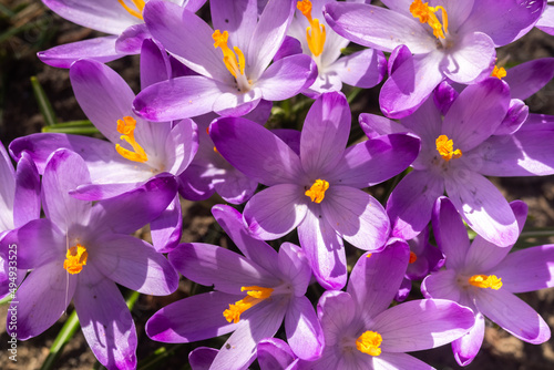 Saffron flowers in a field among dried leaves. Blur and selective focus.