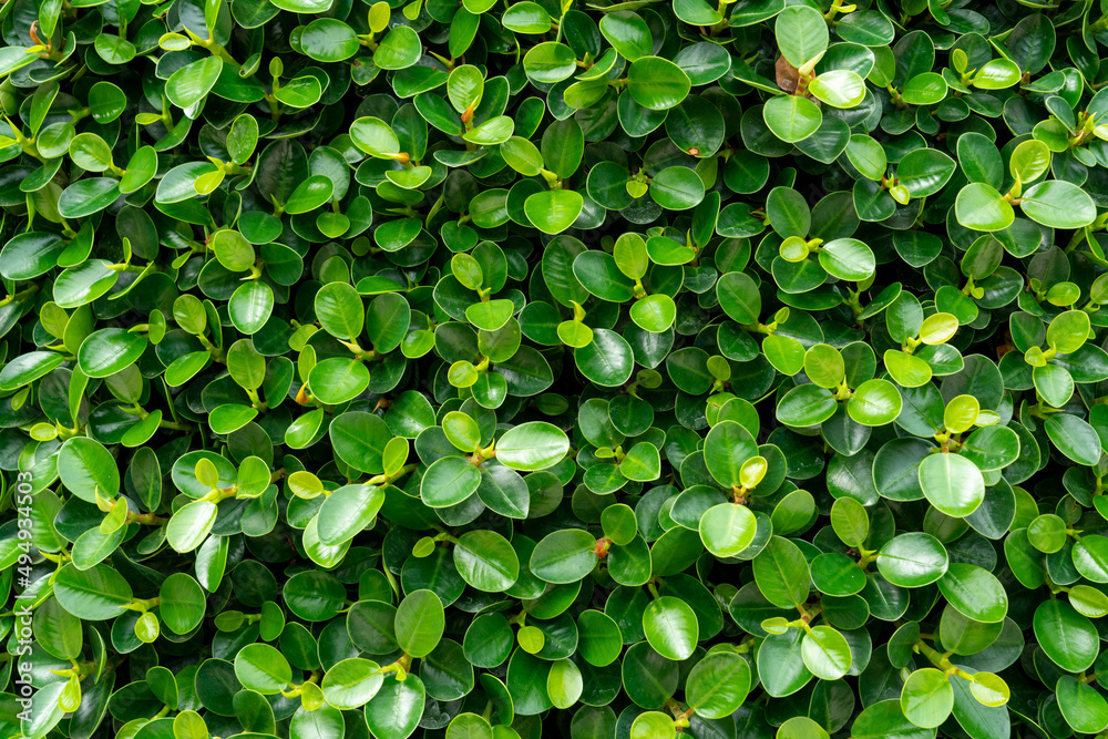 Leaf green texture as background Leaf green texture as background