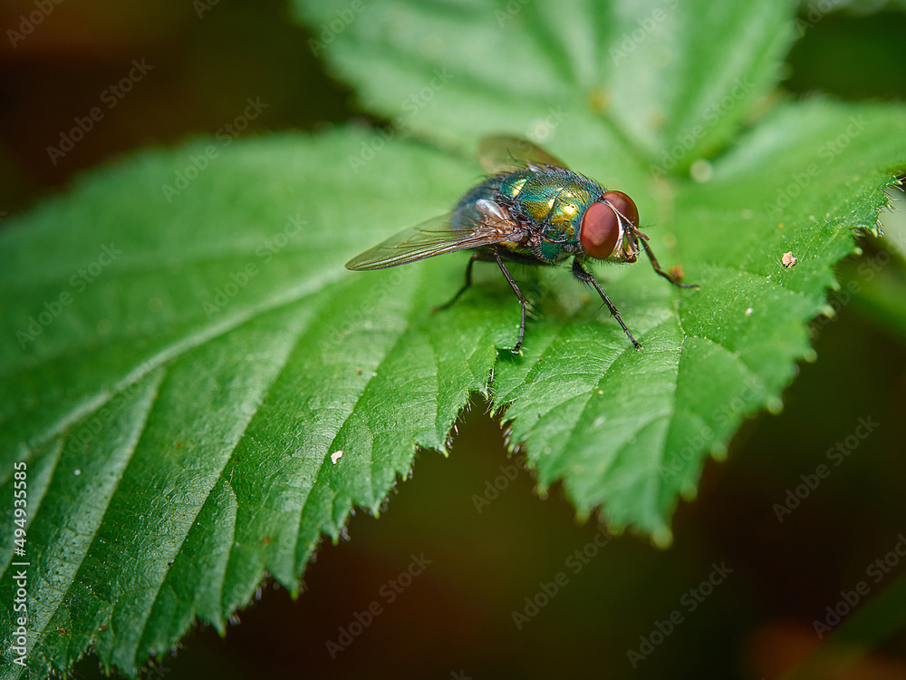Fototapeta premium A colorful fly perched on a green leaf in close-up