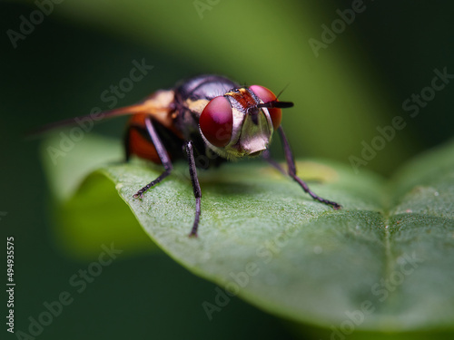 A colorful fly perched on a green leaf in close-up