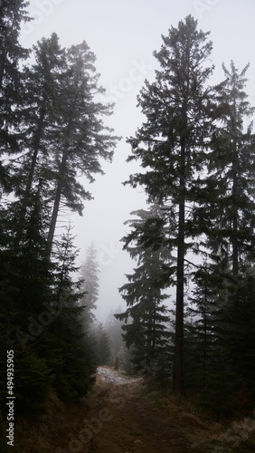 a foggy tree in a forest in the mountines