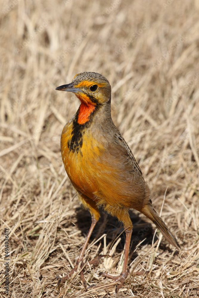 Fototapeta premium Cape Longclaw, Addo Elephant National Park