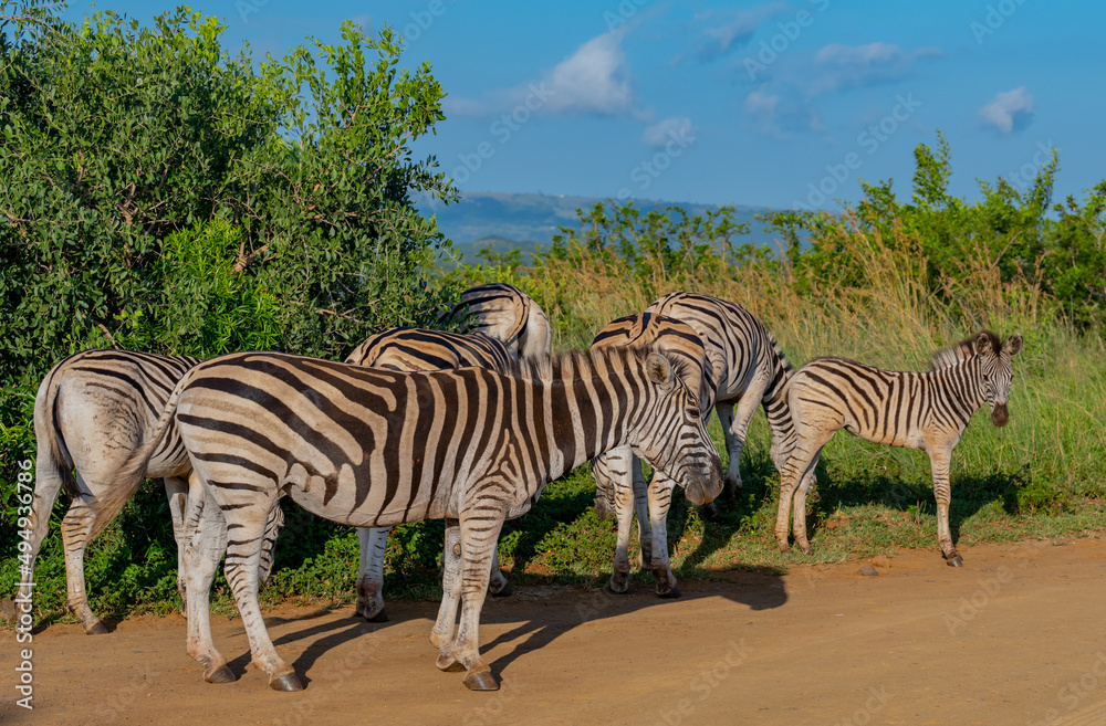 Fototapeta premium Zebras im Naturreservat Hluhluwe Nationalpark Südafrika