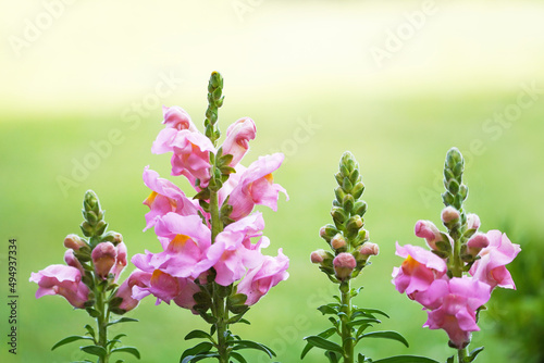 Closeup shot of pink snapdragon flowers photo