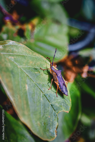 Closeup shot of a Gonocerus acuteangulatus herbivorous insect on a green leaf photo