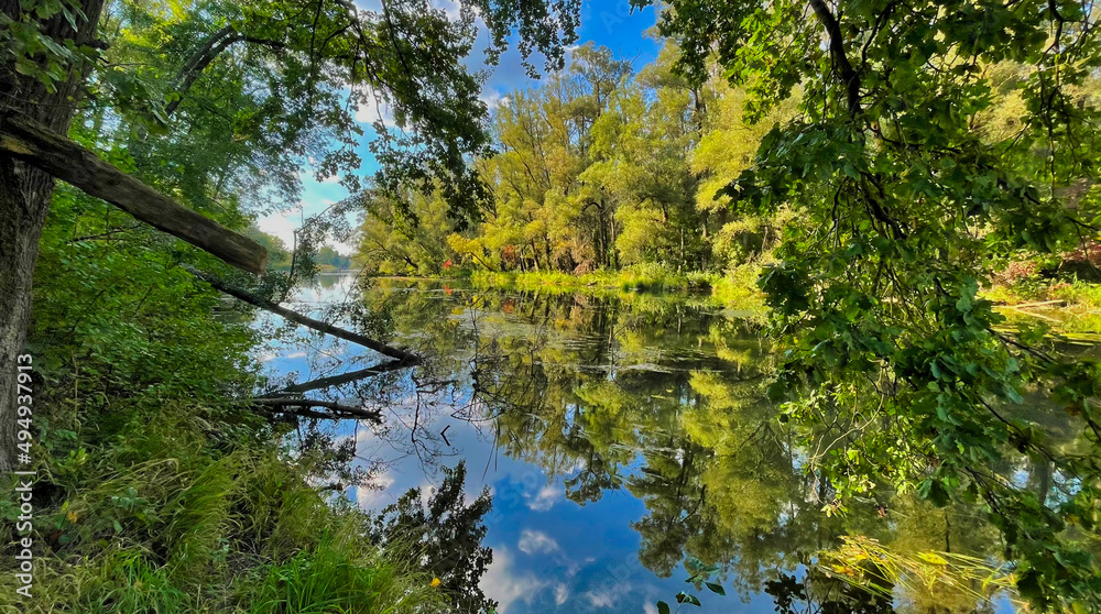 Fototapeta premium Im Auwald