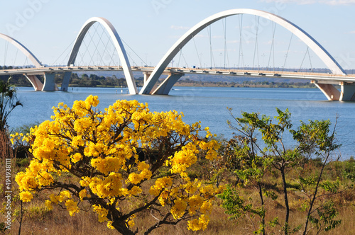 JK bridge over the Paranoa lake with the yellow flowers in the foreground in Brazil photo
