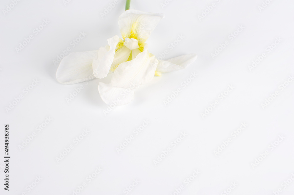 Flores blancas sobre fondo blanco con espacio alrededor