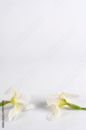 Flores blancas sobre fondo blanco con espacio encima blanco