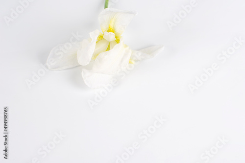 Flores blancas sobre fondo blanco con espacio alrededor