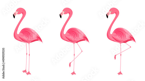 フラミンゴのイラスト素材セット_片足立ちと両足立ち