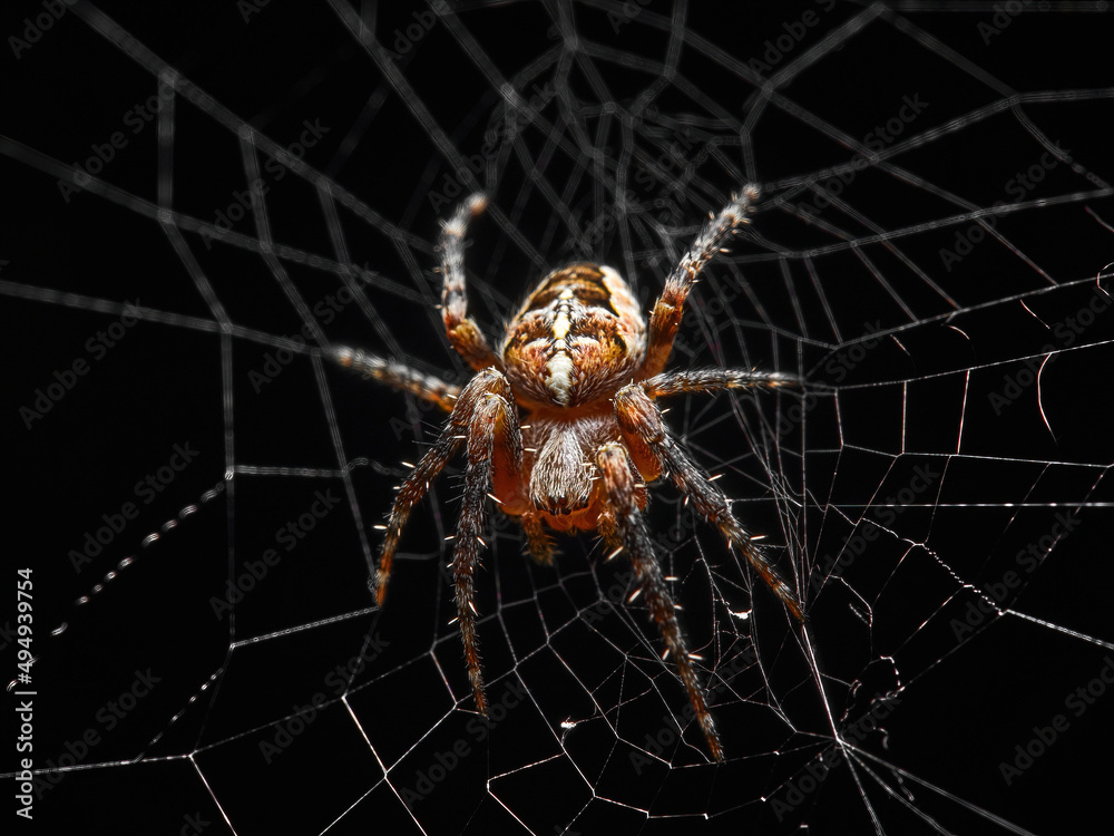 Hunting forest spider in its natural habitat, in the web. Hunting forest spider in its natural habitat, in the web.