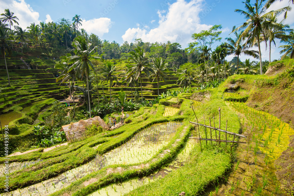 Tegalalang Rice Terraces in Ubud, Bali, Indonesia