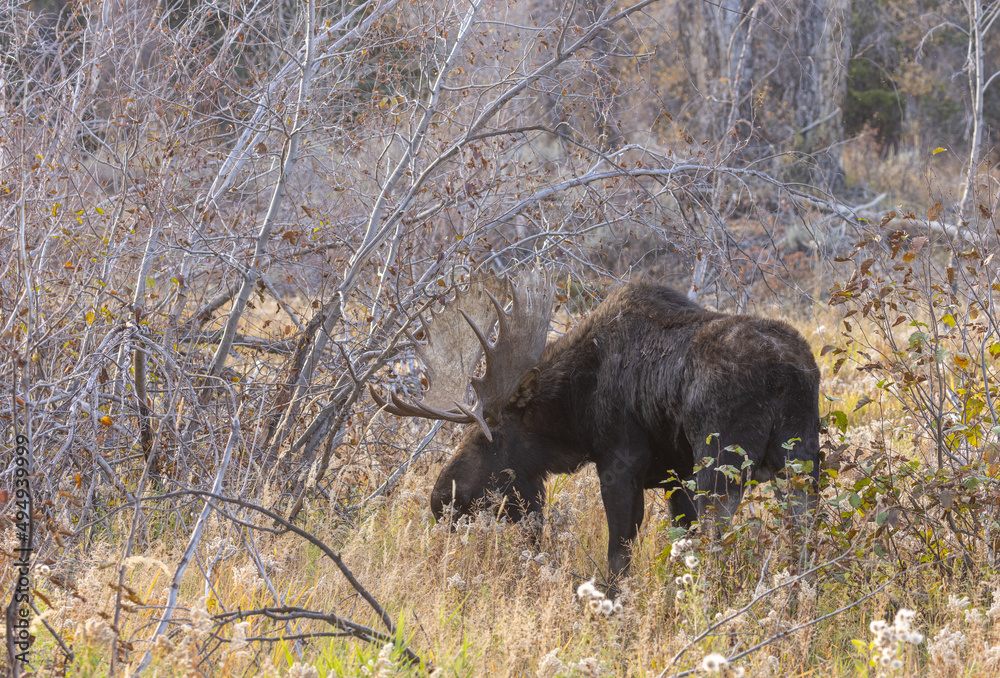 Bull Shiras Moose During the Rut in Grand Teton National Park Wyoming in Autumn Bull Shiras Moose During the Rut in Grand Teton National Park Wyoming in Autumn