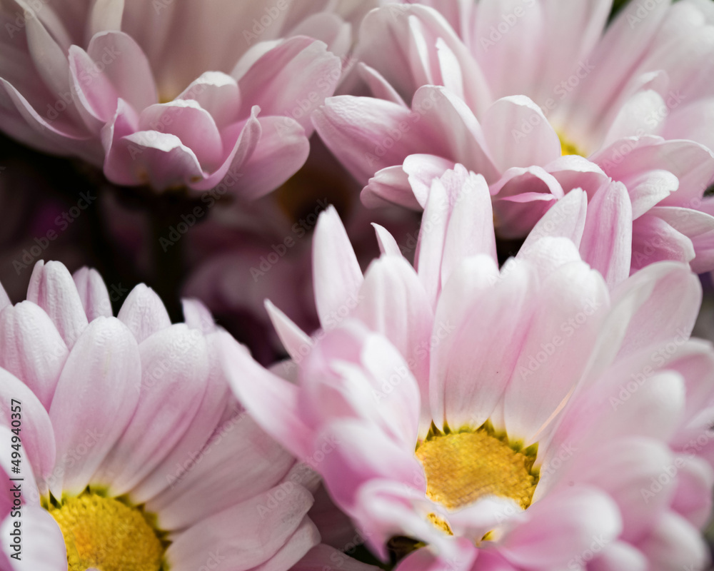 Lilac chrysanthemums collected in a bouquet. Delicate natural background.