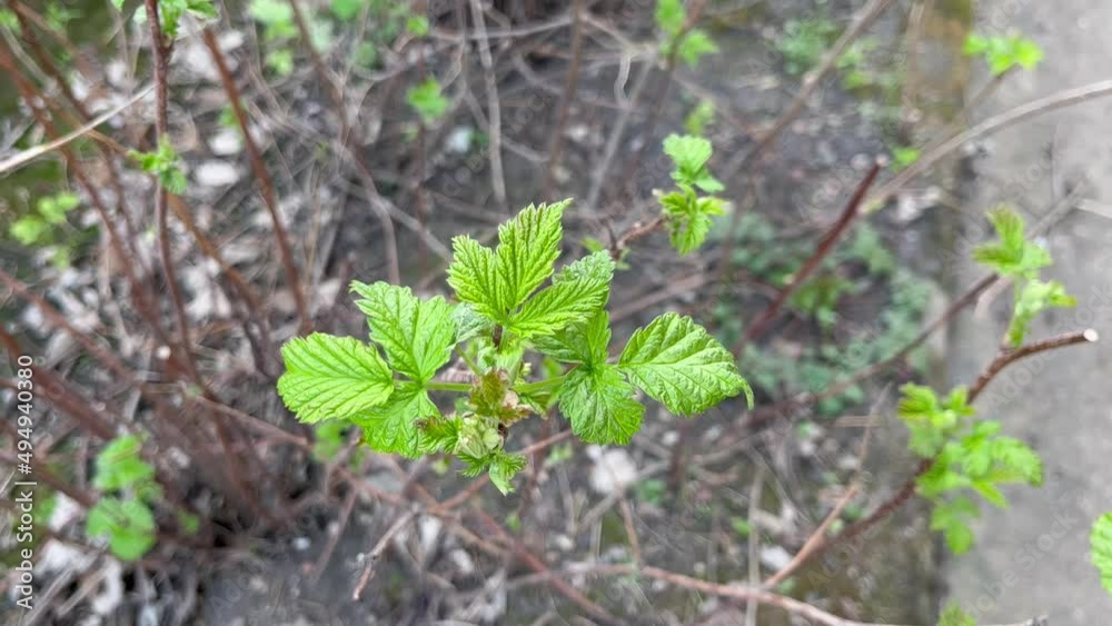 raspberry seedling spring young leaves bloom berry garden raspberry seedling spring young leaves bloom berry garden